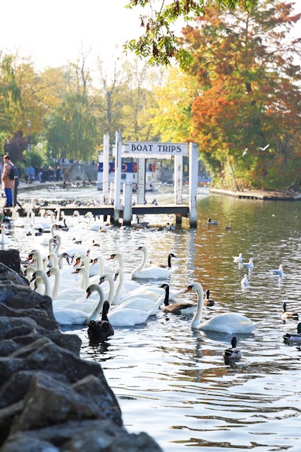 The image depicts a peaceful lakeside scene during daytime, featuring a wooden dock with a sign labeled 'BOAT TRIPS' situated on the water's edge. The dock extends into the lake, which is populated wi
